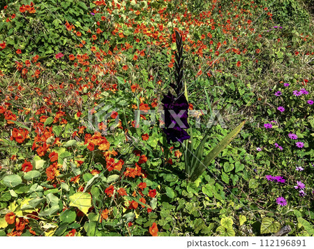 The image captures a lush garden teeming with vibrant red, orange, and purple flowers amidst green foliage under bright sunlight. The image captures a lush garden teeming with vibrant red, orange, and purple flowers amidst green foliage under bright sunlight. 112196891