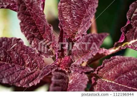 A close-up of red and purple leaves with a textured surface. A close-up of red and purple leaves with a textured surface. 112196944