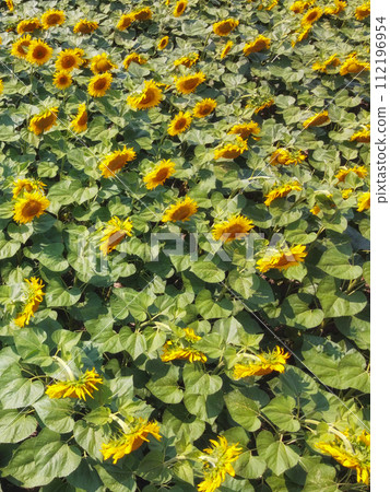Sunflower flowers in the field, top view. 112196954