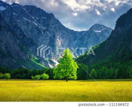 Alone tree in green alpine meadows in mountains at sunset 112196972