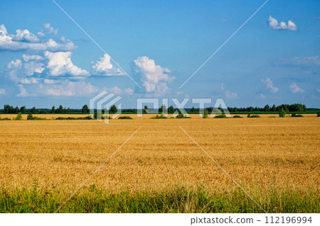 Sunlit wheat field with scattered clouds and distant trees in view. 112196994