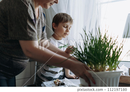 little boy helping his grandmother to pick fresh onion 112197180