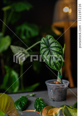 alocasia reginula dragon scale in transparent pot, araceae 112197216