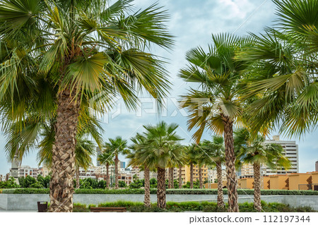 Palms with Jeddah Al-Balad downtown central district, Saudi Arabia Palms with Jeddah Al-Balad downtown central district, Saudi Arabia 112197344