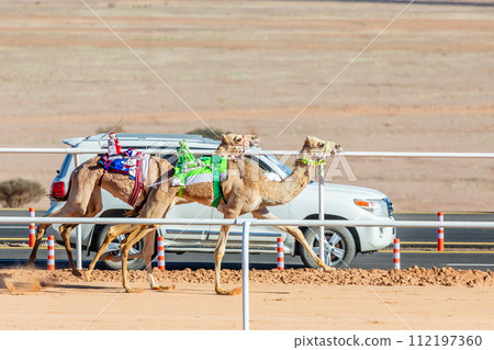 Racing camels competing for the king's cup, with supporting car in the background, Al Ula, Saudi Arabia 112197360