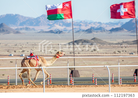 Camel racing for the king's cup with Oman and Swiss flags in the background, Al Ula, Saudi Arabia Camel racing for the king's cup with Oman and Swiss flags in the background, Al Ula, Saudi Arabia 112197363