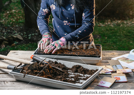 spring planting seeds in the ground, young woman prepares the soil and plants seeds from her hand in the ground spring planting seeds in the ground, young woman prepares the soil and plants seeds from her hand in the ground 112197374