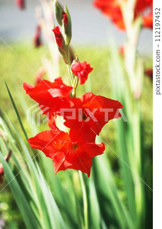 Gladiolus red flowers Gladiolus red flowers 112197452