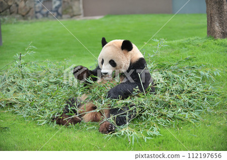 Umehama looks satisfied with the delicious bamboo 112197656