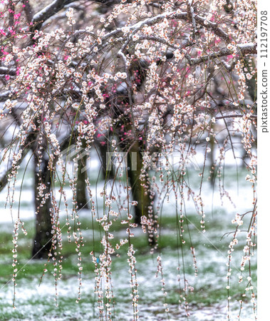 茨城縣水戶市：雪偕樂園梅花節 112197708