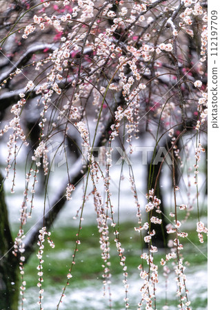 茨城縣水戶市：雪偕樂園梅花節 112197709