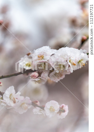 茨城縣水戶市：雪偕樂園梅花節 112197721