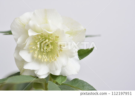 Christmas rose Christmas rose 112197951