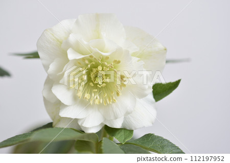 Christmas rose flowers 112197952