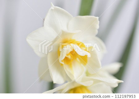 水仙花花 水仙花花 112197953