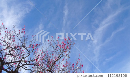 Blue sky and red plum 112198106