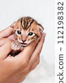 A kitten in the hands of a girl. On the palms is a small cute kitten.Two week old small newborn bengal kitten on a white background.Close-up.Cute bengal. 112198382