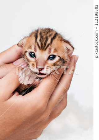 A kitten in the hands of a girl. On the palms is a small cute kitten.Two week old small newborn bengal kitten on a white background.Close-up.Cute bengal. 112198382