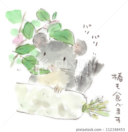 Chinchilla observation, winter, watercolor illustration of a chinchilla chewing a camellia leaf with one hand on a radish 112198453