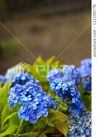 Blue hydrangea flowers blooming in the rain during the rainy season Blue hydrangea flowers blooming in the rain during the rainy season 112198776