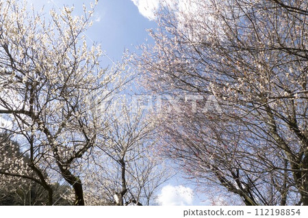 李子園風景 112198854