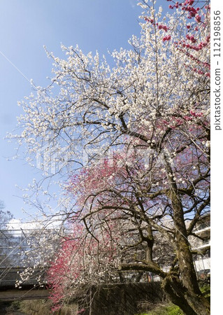 李子園風景 112198856