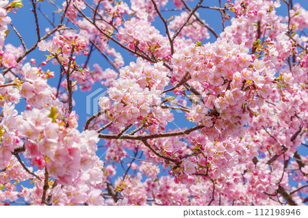 Kawazu cherry blossoms in full bloom 112198946