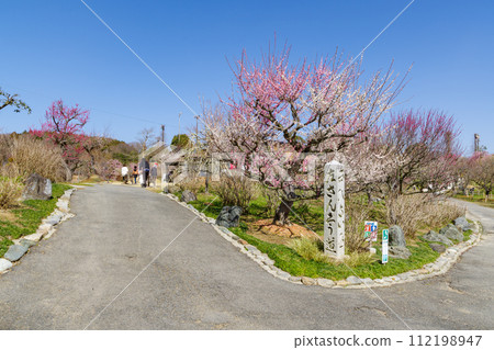 Weeping plum (Kazahaya no Sato, Tsu City, Mie Prefecture) Weeping plum (Kazahaya no Sato, Tsu City, Mie Prefecture) 112198947