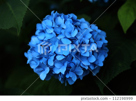 繡球花 112198999