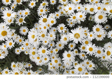 Margaret's group 112199000