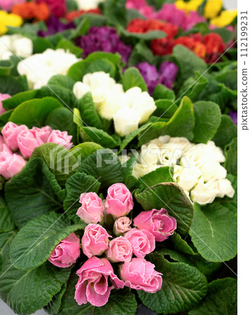 Furimula shurian flower seedling 112199231