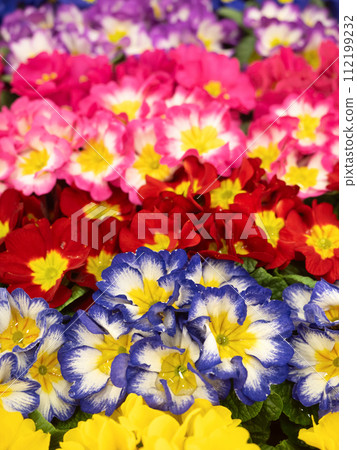 Furimula shurian flower seedling 112199232