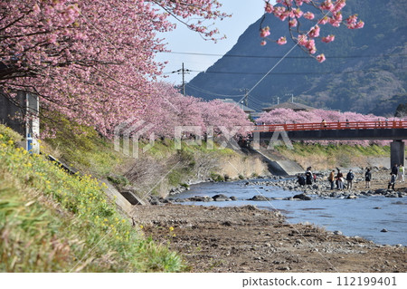 Spring scenery by the river: Kawazu Cherry Blossom Festival 112199401