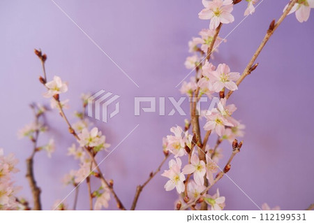 Cute cherry blossoms on a purple background 112199531