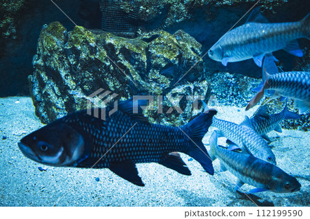 Parka ho, the largest freshwater fish of the Cyprinidae family. Parka ho, the largest freshwater fish of the Cyprinidae family. 112199590