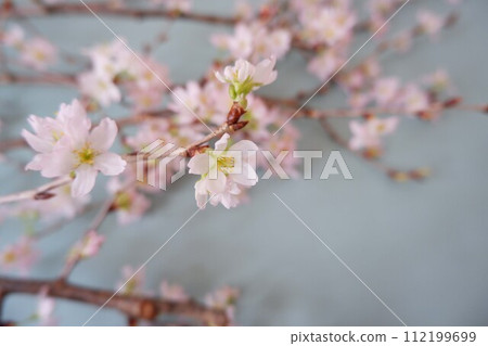 櫻花盛開預示著春天的到來 112199699