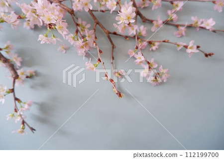 櫻花盛開預示著春天的到來 112199700