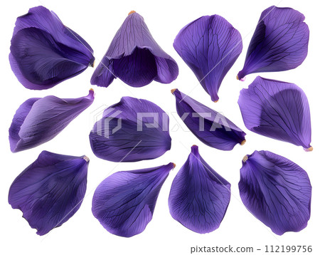 Purple petal set (transparent background) Purple petal set (transparent background) 112199756