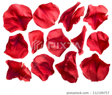 Red petal set (transparent background) Red petal set (transparent background) 112199757