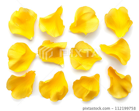 Yellow petal set (transparent background) Yellow petal set (transparent background) 112199758