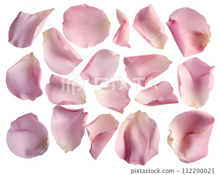 粉紅色花瓣套裝（透明背景） 112200021