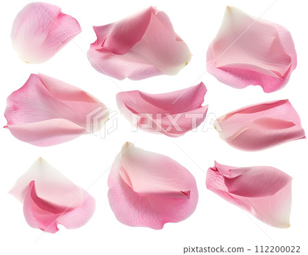 粉紅色花瓣套裝（透明背景） 112200022