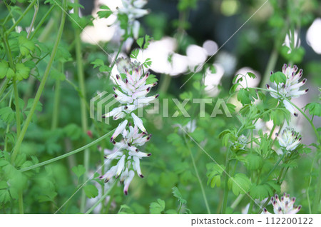 假Kalaxa Keman 假Kalaxa Keman 112200122