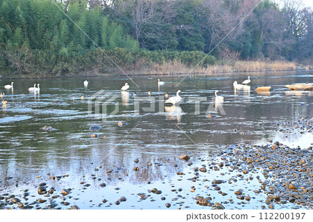 Tundra swans wintering in the main stream of the Arakawa River in the early morning, Fukaya City, Old Kawamoto District 112200197