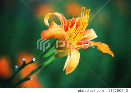 Flowers of wildflowers, Yabu daylily Flowers of wildflowers, Yabu daylily 112200240