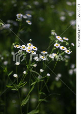 Flowers of bloom in the field Flowers of bloom in the field 112200244