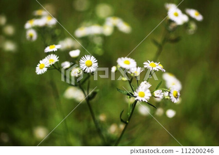 Flowers of bloom in the field Flowers of bloom in the field 112200246