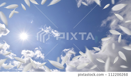 清爽的季節背景,白色非洲菊在藍天上翩翩起舞 清爽的季節背景,白色非洲菊在藍天上翩翩起舞 112200268