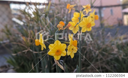 公園裡盛開的黃色水仙花 公園裡盛開的黃色水仙花 112200304