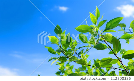 背景與新鮮的綠色植物和藍天、空白空間和複製空間 112200326